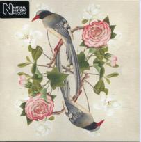 Opakowanie Karnet kwadrat z kopertą Red-billed Blue Magpie