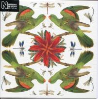 Opakowanie Karnet kwadrat z kopertą Red-winged Parrot