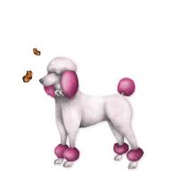 Opakowanie Karnet Swarovski kwadrat CL0307_BL Pudel