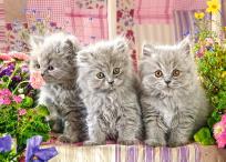 Opakowanie Puzzle Three Grey Kittens 260