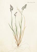 Opakowanie Karnet ST210 B6 + koperta Flora Danica 2 sztuki