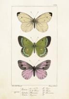 Opakowanie Karnet ST247 B6 + koperta Motyle 2 sztuki