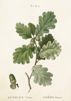 Opakowanie Karnet ST296 B6 + koperta Gałąź dębu 2 sztuki