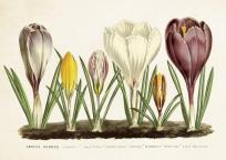 Opakowanie Karnet ST219 B6 + koperta Krokusy