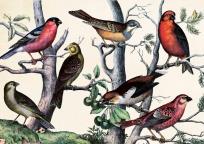 Opakowanie Karnet ST226 B6 + koperta Ptaki