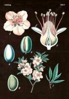 Opakowanie Karnet ST267 B6 + koperta Magnolia różowa