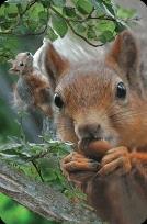 Opakowanie Mini kartka 3D Wiewiórka