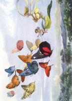 Opakowanie Karnet B6 z kopertą The Fairy Queen