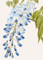 Opakowanie Karnet B6 z kopertą Wisteria