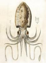 Opakowanie Karnet B6 z kopertą Squid