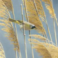 Opakowanie Karnet kwadrat z kopertą Lightswept Common