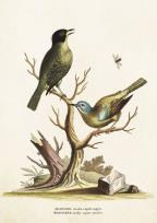 Opakowanie Karnet ST225 B6 + koperta Muchołówki na gałęzi