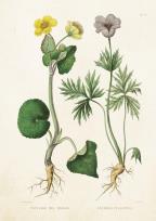 Opakowanie Karnet ST211 B6 + koperta Kaczeniec i sasanka