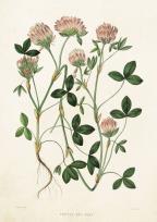 Opakowanie Karnet ST212 B6 + koperta Koniczyna