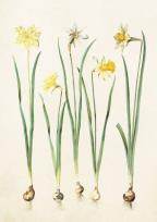 Opakowanie Karnet ST218 B6 + koperta Żonkile