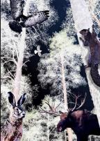 Opakowanie Notes Gee Night in the Forest B5 gładki NARCISSUS