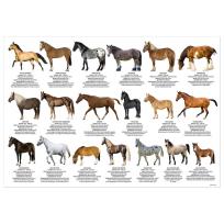 Opakowanie Podkład oklejany edukacyjny konie DERFORM
