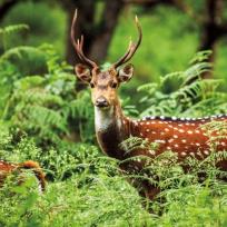 Okładka książki Karnet kwadrat z kopertą A Chital Deer