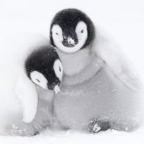 Opakowanie Karnet kwadrat z kopertą A pair of Emperor Penguin chicks