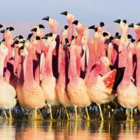 Okładka książki Karnet kwadrat z kopertą Andean Flamingoes