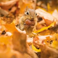 Okładka książki Karnet kwadrat z kopertą Chipmunk with an acorn