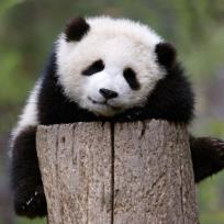 Okładka książki Karnet kwadrat z kopertą Giant Panda Baby