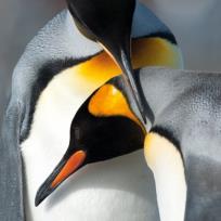 Okładka książki Karnet kwadrat z kopertą King Penguins