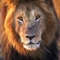 Opakowanie Karnet kwadrat z kopertą Male Lion