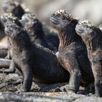 Okładka książki Karnet kwadrat z kopertą Marine Iguanas