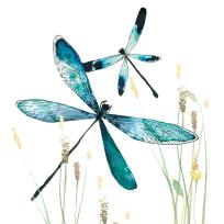 Opakowanie Karnet Swarovski kwadrat CL1232 Ważki