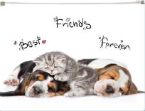 Opakowanie Koperta z nadrukiem zip A4 PP Animals