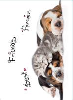 Opakowanie Segregator A4 PP z nadrukiem Animals