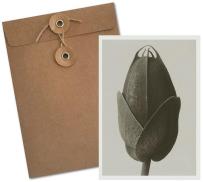 Opakowanie Karnet BF5-102 Kosmos podwójnie pierzasty