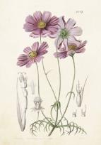 Opakowanie Karnet ST214 B6 + koperta Aster