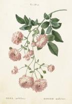 Opakowanie Karnet ST243 B6 + koperta Róża wielokwiatowa