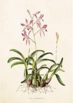 Opakowanie Karnet ST264 B6 + koperta Lilie różowe