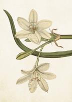 Opakowanie Karnet ST278 B6 + koperta Biały amarylis