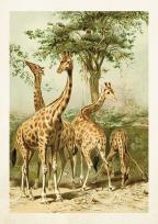 Opakowanie Karnet ST300 B6 + koperta Żyrafy