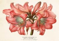 Opakowanie Karnet ST336 B6 + koperta Amarylis piękny