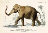 Opakowanie Karnet ST337 B6 + koperta Słoń