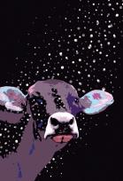 Opakowanie Notes Gee Milky Way linia NARCISSUS