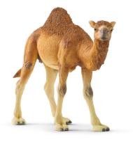 Opakowanie Wielbłąd Dromader