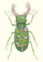 Opakowanie Karnet A110 B6 + koperta Chrząszcz