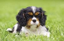 Okładka książki KAL.TROJ. SKLADANY PSY 2015 - PRMI