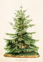 Opakowanie Karnet ST323 B6 + koperta Jodła