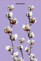 Opakowanie Teczka A4 Cotton