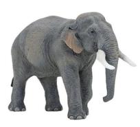 Okładka książki Papo Słoń azjatycki (50131)