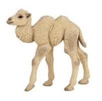 Opakowanie Wielbłąd dwugarbny młody