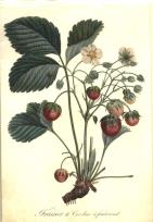 Opakowanie Karnet ST238 B6 + koperta Roślina truskawki