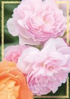 Opakowanie Karnet B6 PP-2147 Kwiaty (bez tekstu)